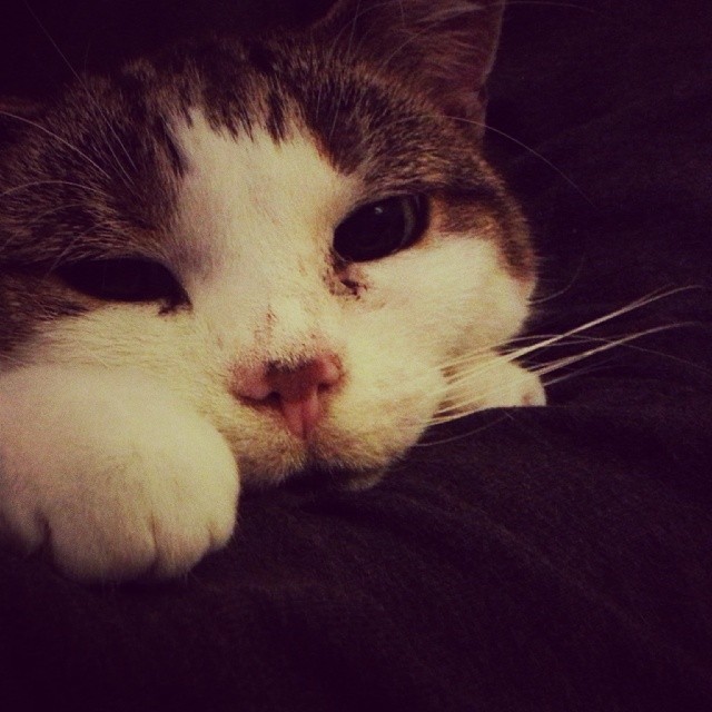 Kirby Cat